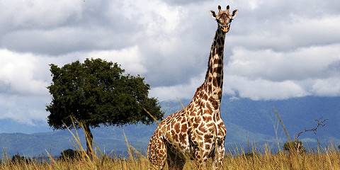 mikumi national park 014.jpg