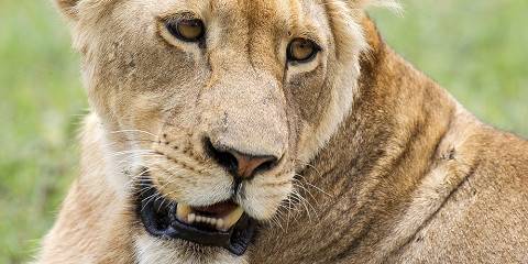 ngorongoro conservation area 029.jpg