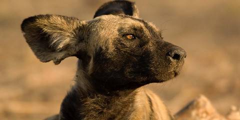 nyerere national park 007.jpg