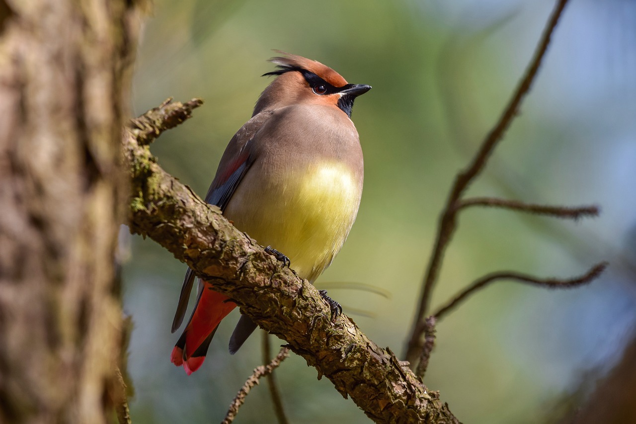 animal, forest, wood, green, nature, bird, wild bird, ranger department, human ranger class, fields, down, fluffy, colorful, natural, landscape