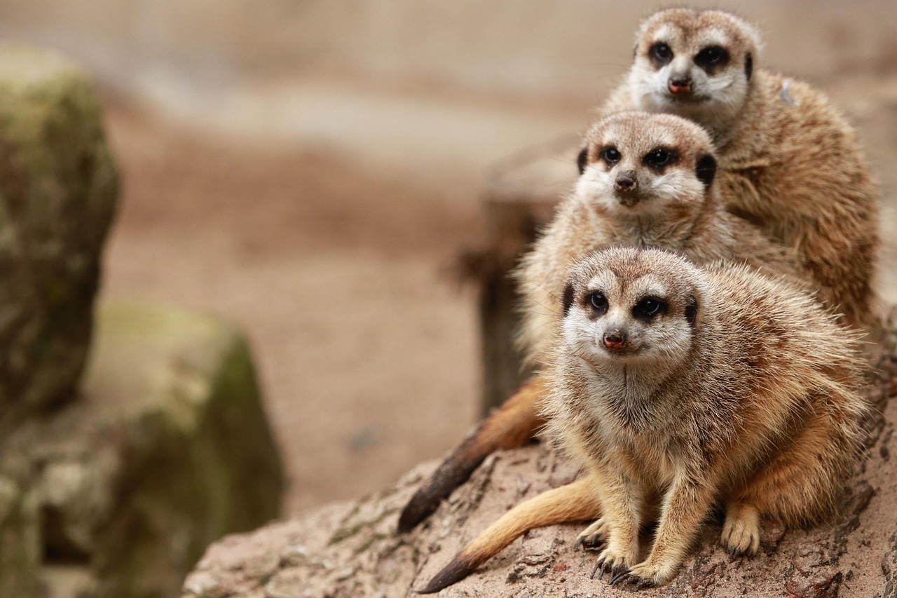 meerkats, family, furry, mammal, zoo, safari, nature, fauna, meerkats, meerkats, family, family, family, family, family, zoo, zoo, zoo, safari