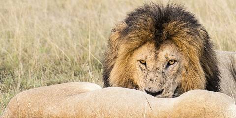 masai mara national reserve 021.jpg