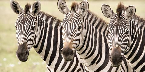 masai mara national reserve 022.jpg