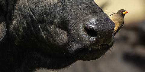 masai mara national reserve 030.jpg