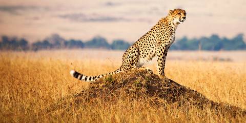 masai mara national reserve 094.jpg